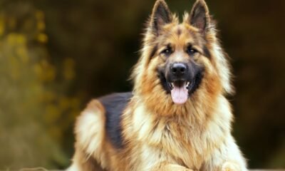 The Long-Haired German Shepherd Unleashed