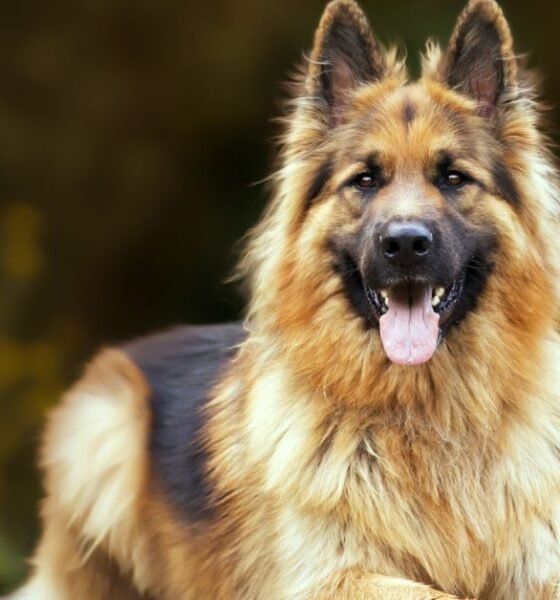 The Long-Haired German Shepherd Unleashed