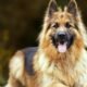 The Long-Haired German Shepherd Unleashed