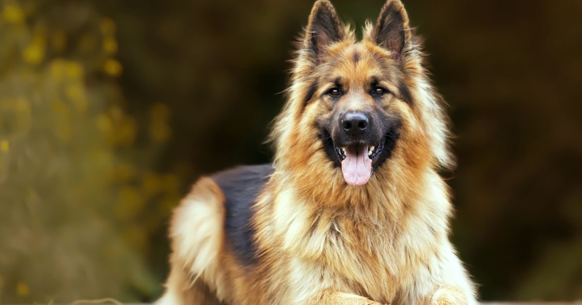 The Long-Haired German Shepherd Unleashed