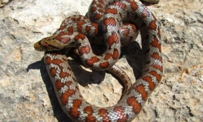 The California red-sided garter snake