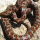The California red-sided garter snake
