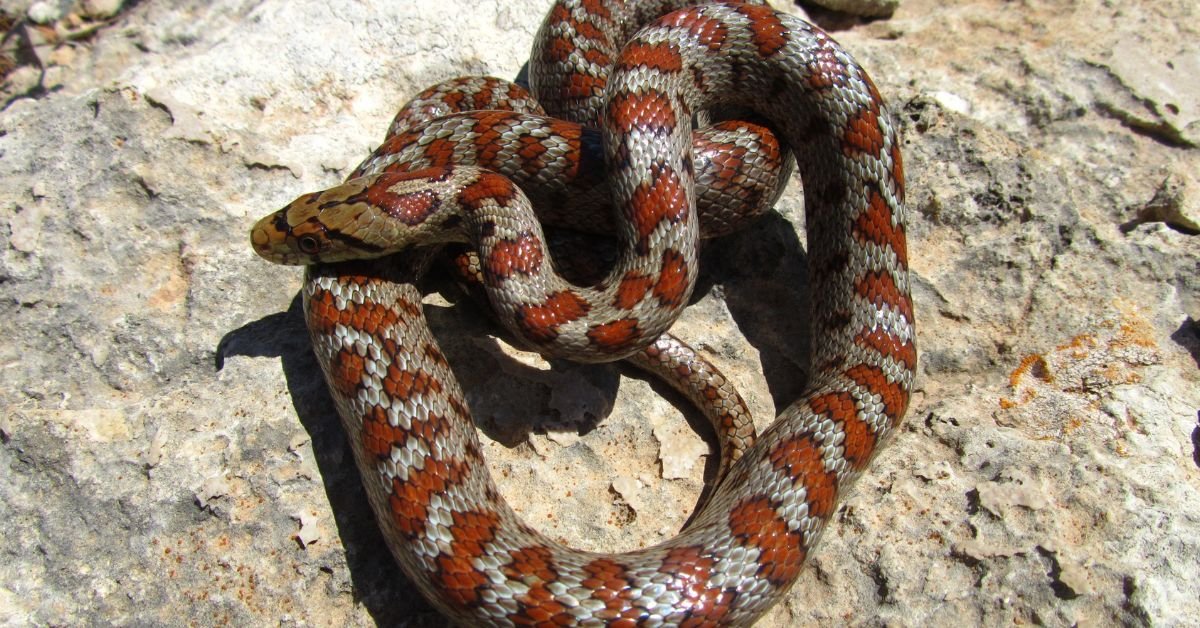 The California red-sided garter snake