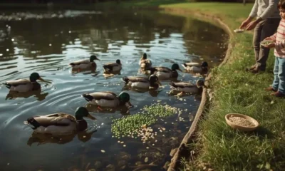what ducks eat